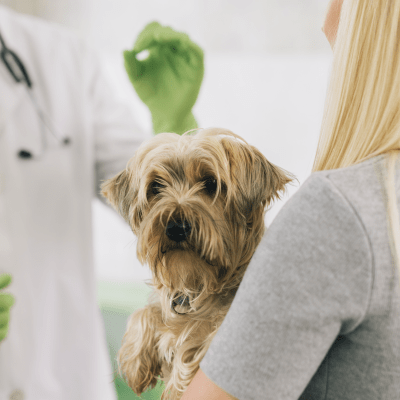 About Animal Eye Guys Your Vet Ophthalmologists in South Florida